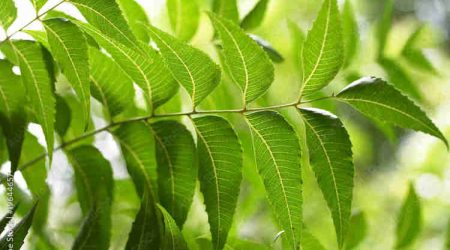 herbal remedies for covid, neem